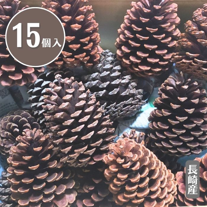 楽天市場】12cm〜15cm程度□超巨大 国産 松ぼっくり/まつぼっくり1個