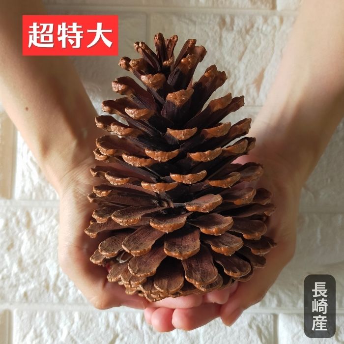 松ぼっくりと人 楽天市場】SEIDO 超巨大松ぼっくり 松ぼっくり 大きい 着火剤 国産