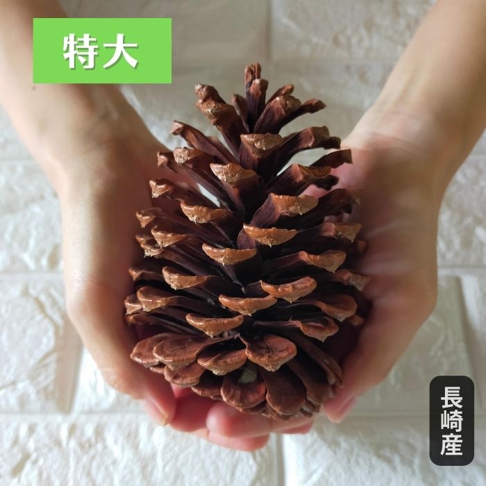 楽天市場】【P10倍 】 ドライフラワー 花材 即日出荷 RMストローブ