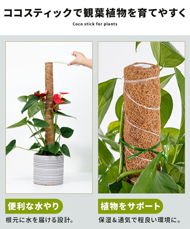 クラシック ココスティック 3本セット モンステラ 支柱 観葉植物 おしゃれ プランター 植木鉢 植物 園芸支柱 観葉支柱 ガーデニング ココスティック 支柱 植物サポート フラワースタンド ココナッツパームスティック ガーデニング支柱 Juxtavision Com