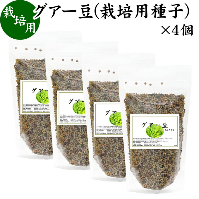 グアー豆 400g×4個 栽培用種子 グア豆 グァー豆 種 たね タネ クラスタ豆 くらすた豆 ガーデニング 種苗 播種 自然健康社