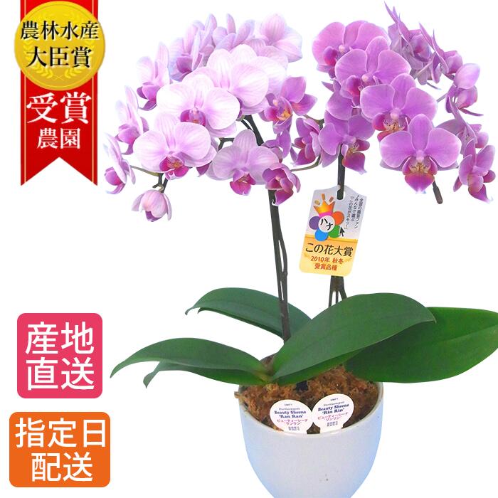 爆売り 母の日配送 鉢植え 花 ギフト 胡蝶蘭 ミディ胡蝶蘭 リンリン ランラン 寄せ植え 4 5号 2本立 花鉢 プレゼント 生花 ラン お花 ミニ胡蝶蘭 小さい 鉢花 贈り物 義母 60代 母 お祝い 祝い 母の日ギフト 21 配送日指定 インテリア おうち時間 Hana