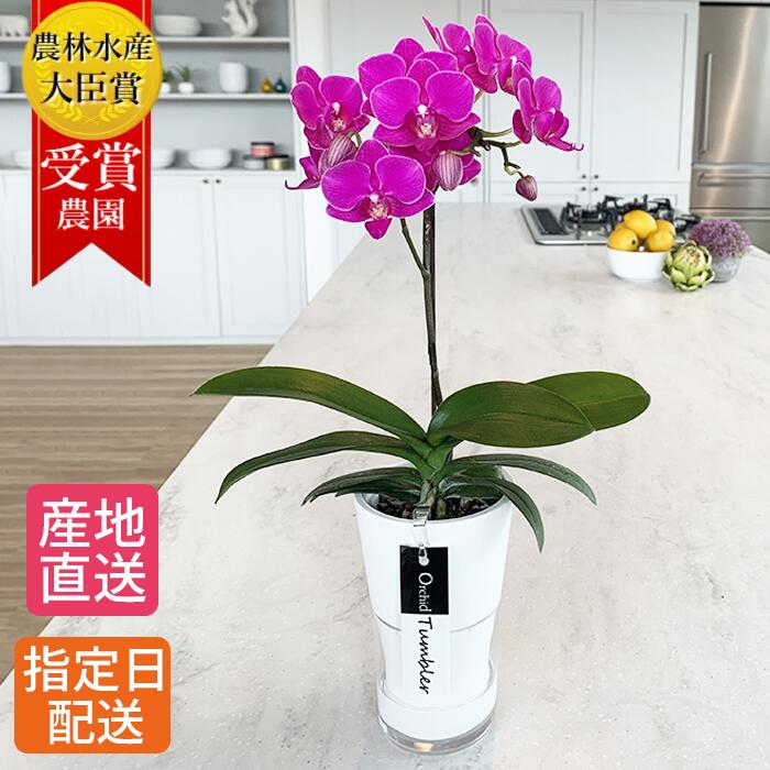 1本立 産地直送 直送 タンブラーポットスリム 花鉢 週に1度の水やり 室内リビングok 贈り物に人気のフラワーギフト ラン お花 3号 農家 プレゼント 小さい 長持ち お手入れ簡単 花 ミディ胡蝶蘭 花鉢 胡蝶蘭 ミニ胡蝶蘭 鉢植え 椎名洋ラン園 生花 ギフト 欄 ミディ