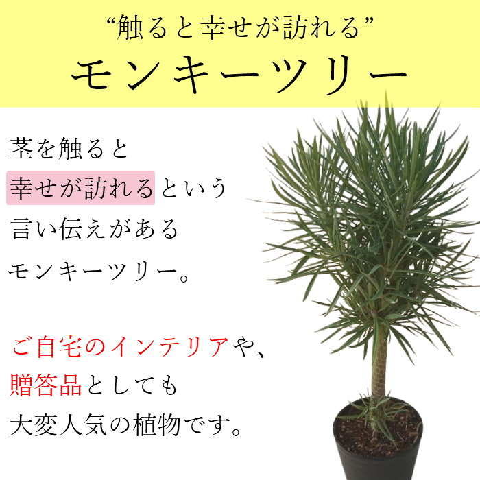 観葉植物 大型 猿成木 慶福の成木 セネシオ クレイニア 6号 鉢植え カゴラック 受け皿付き 小粋 育て手軽い 本物 立祝事 開店祝い 開所祝い 開業祝い 動祝い 造営祝い 転出祝い 落 Foxunivers Com