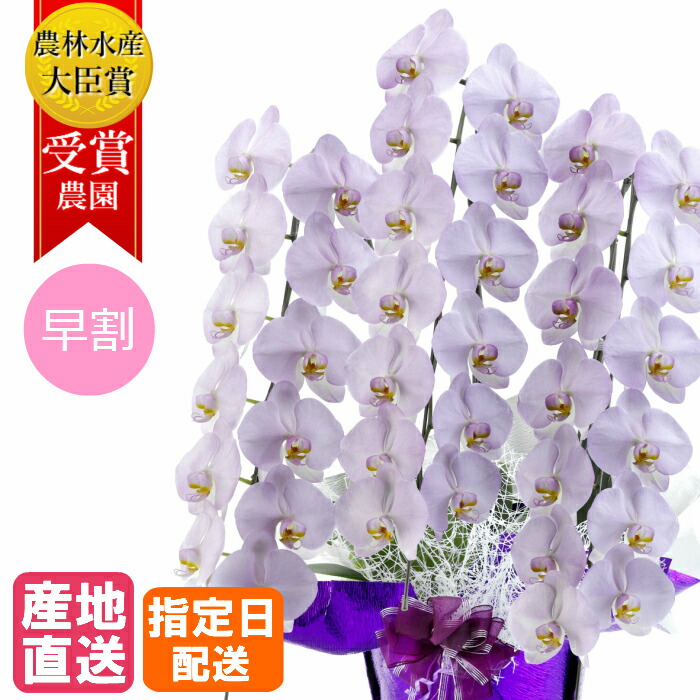 胡蝶蘭 大輪 すみれ 3本立 27輪以上 MIYABI / 最高級 大輪胡蝶蘭 誕生日 お祝い 花 胡蝶蘭 ギフト プレゼント 御中元 中元 開店祝い 還暦 開院 開業 お供え 紫 紫色 薄紫 濃紫 パープル 古希 喜寿