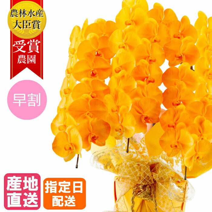 早割 大輪胡蝶蘭 送料無料 開業祝い 花 観葉植物 開店祝い 開業祝い 55輪以上 オレンジ 異動 褒章 豪華 移動 5本立 Miyabi 就任 栄転 叙勲 受賞祝い 受章祝い 昇進 就任 長寿 コチョウラン 早割 大輪 胡蝶蘭 オレンジ 5本立 55輪以上 Miyabi 大輪胡蝶蘭