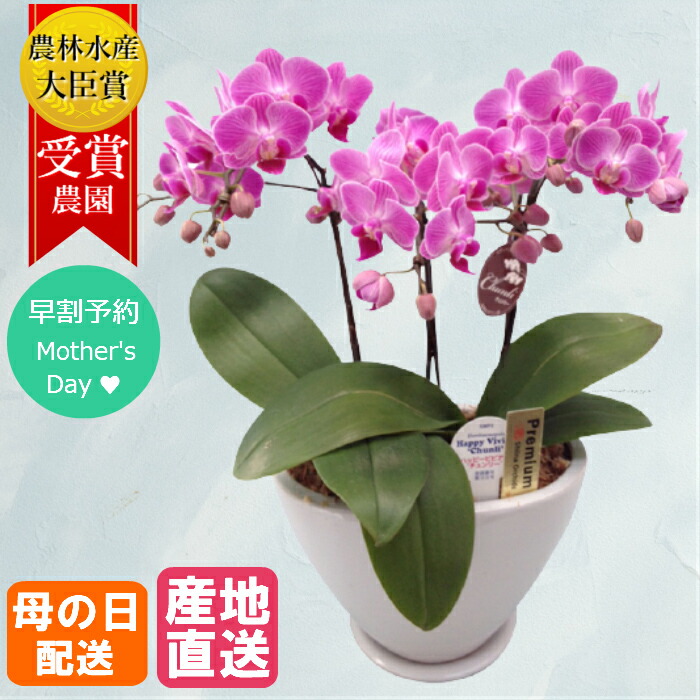 新色追加 早割 母の日 予約 鉢植え 花 ギフト 胡蝶蘭 ミディ胡蝶蘭 3本立 陶器鉢 5 5号 ピンク 花鉢 プレゼント 生花 ラン お花 ミニ胡蝶蘭 小さい 鉢花 贈り物 義母 60代 母 お祝い 祝い 母の日ギフト 21 配送日指定 インテリア おうち時間 ランキング受賞