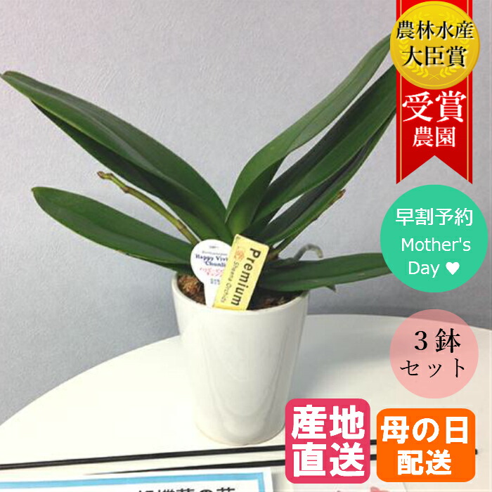 本店は 早割 母の日 予約 鉢植え 花 ギフト 胡蝶蘭 花芽2本付き 3鉢セット マイクロ胡蝶蘭の苗 花鉢 プレゼント 生花 ラン お花 ミニ胡蝶蘭 ミディ胡蝶蘭 小さい 鉢花 贈り物 義母 60代 母 お祝い 祝い 母の日ギフト 21 配送日指定 インテリア おうち時間 セール 本店は 早割 母の日 予約 鉢植え 花 ギフト 胡蝶蘭 花芽2本付き 3鉢セット マイクロ胡蝶蘭の苗 花鉢 プレゼント 生花 ラン お花 ミニ胡蝶蘭 ミディ胡蝶蘭 小さい 鉢花 贈り物 義母 60代 母 お祝い 祝い 母の日ギフト 21 配送日指定 インテリア おうち時間 セール