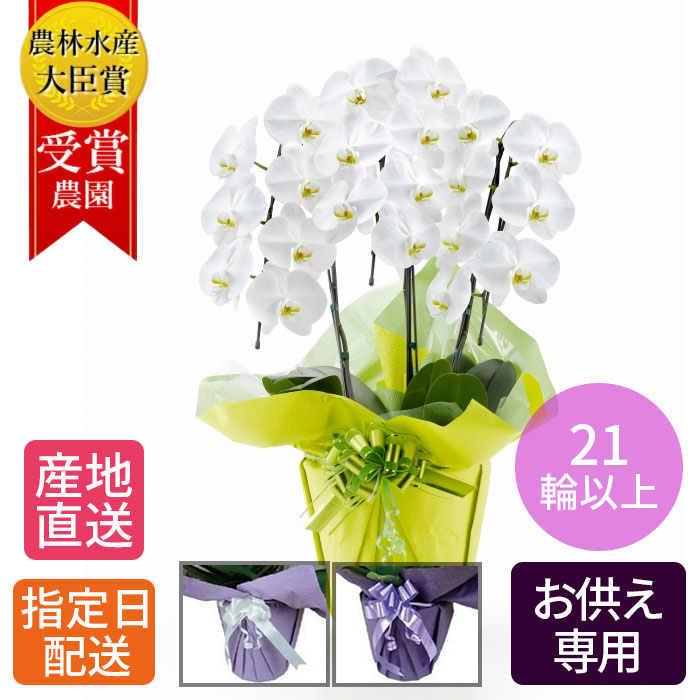 商品画像1 お彼岸 特別割引 お供え 大胡蝶蘭 3本立 21輪以上 花 白 お悔やみ 枕花 仏花 献花 供花 通夜 葬儀 告別式 法要 仏事 仏壇 命日 法事 ご供養 献花 鉢植え指定日配送 一周忌 三回忌 七回忌 十三回忌 年忌 初七日 四十九日 49日 百か日 祥月命日 月命日