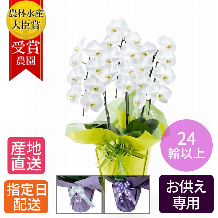 【御仏前花】 お供え 花 大胡蝶蘭 3本立 24輪以上 白/お悔やみ 仏花 献花 供花 通夜 葬儀 告別式 法要 仏事 仏壇 命日 法事 ご供養 献花 鉢 配送指定 一周忌 三回忌 七回忌 お供え お供 新盆 お盆 御盆｜Tokyo small gift