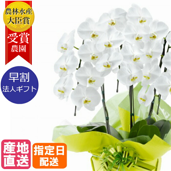 法人幣物 早ポーション 大車 バタフライラン 3本立 18輪以上 白色 生華 花 規定ディ納める 生年月日日 戴物 ギフト おお祭りい 祭り 御祝 転置 祝い 発足祝い 作り祝い 転出祝い 落成祝い 上場祝い 御見舞 2friendshotel Com