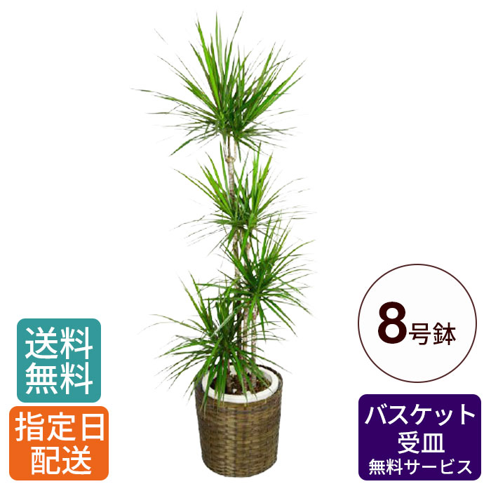 メーカー包装済 楽天市場 観葉植物 コンシンネ 8号 観葉植物 鉢植え インテリア グリーン 植物 鉢 おしゃれ 大型 お祝い 祝い 御祝 開店祝 開業祝 オープン 新築 引越 結婚 新生活 引越し プレゼント ギフト 男性 女性 カゴ付き 育てやすい 本物 室内 木