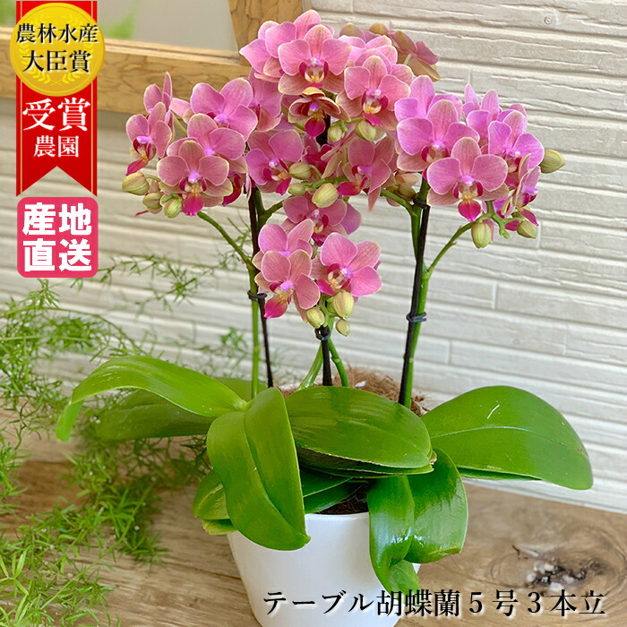 ラッピング無料 テーブル胡蝶蘭 5号 3本立 ピンク 花 鉢植え ギフト プレゼント 胡蝶蘭 花鉢 鉢花 生花 ラン お花 送料無料 ミニ胡蝶蘭 ミディ胡蝶蘭 小さい 配送日指定 誕生日 開店祝い 開業祝い 移転祝い 還暦祝い お祝い 祝い クリスマス 肌触りがいい