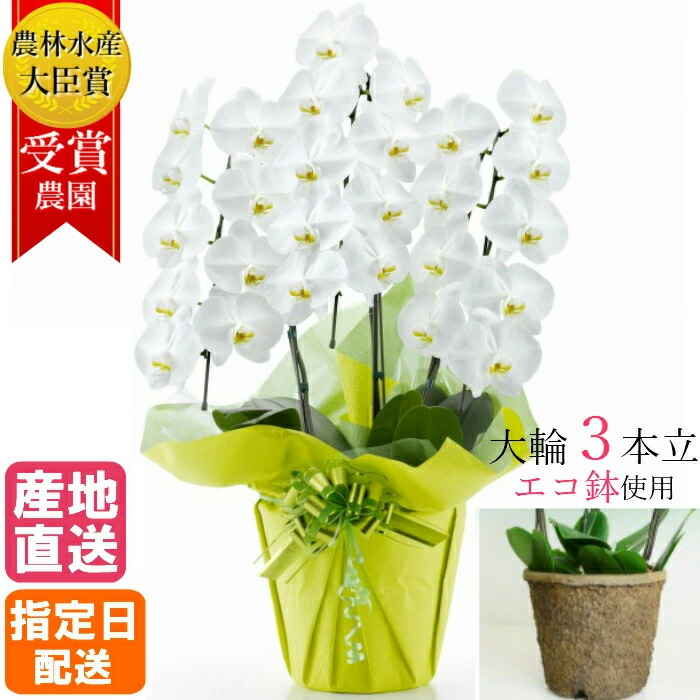 大輪 胡蝶蘭 3本立 27輪以上 白 エコ鉢 生花 花 指定日配送 誕生日 プレゼント ギフト お祝い 祝い 御祝 開店祝い 開業祝い 移転祝い 就任祝い 新築祝い 引越祝い 落成祝い 上場祝い 豪華 Giet Edu
