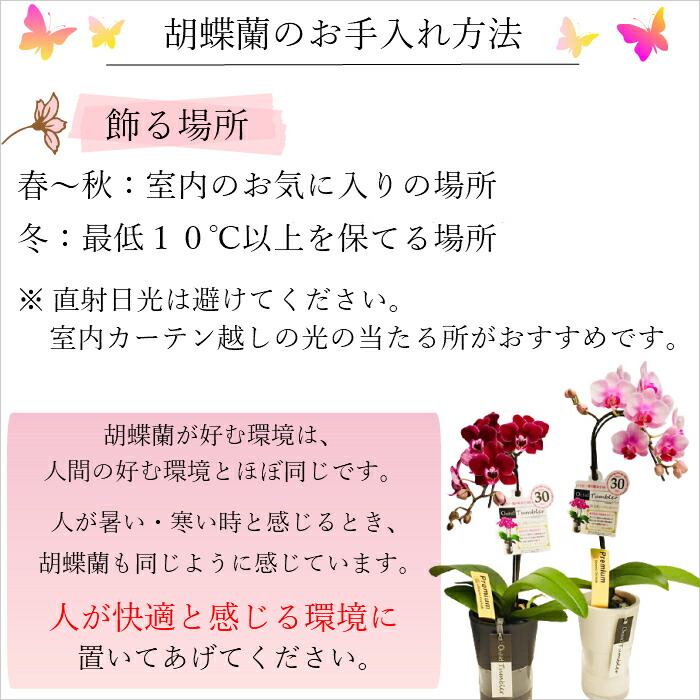 楽天市場 敬老の日 ギフト 早割 ミディ 胡蝶蘭 1本立 タンブラー ポット スリム 3号 ピンク 水やり忘れ防止 花 プレゼント お祝い 鉢花 鉢植え フラワー ギフトに喜ばれる 誕生日プレゼント 記 敬老の日 おじいちゃん おばあちゃん プレゼント 贈り物 Hana