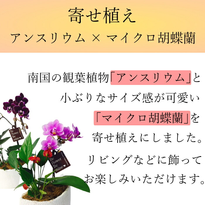 父の日 お中元 夏ギフト 早割 マイクロ胡蝶蘭 アンスリウム 寄せ植え 4号 観葉植物 花 鉢植え ギフト プレゼント 胡蝶蘭 花鉢 鉢花 生花 ラン お花 送料無料 ミニ胡蝶蘭 ミディ胡蝶蘭 小さい 配送日指定 誕生日 開店祝い 開業祝い 移転祝い 女性 還暦祝い お祝い 父の日 お中元 夏ギフト 早割 マイクロ胡蝶蘭 アンスリウム 寄せ植え 4号 観葉植物 花 鉢植え ギフト プレゼント 胡蝶蘭 花鉢 鉢花 生花 ラン お花 送料無料 ミニ胡蝶蘭 ミディ胡蝶蘭 小さい 配送日指定 誕生日 開店祝い 開業祝い 移転祝い 女性 還暦祝い お祝い