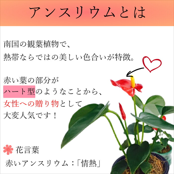 楽天市場 観葉植物 苔玉 アンスリウム 3号 和盆 花 盆栽風 ミニ盆栽 卓上 誕生日 プレゼント 母 祖母 女性 お祝い 定年 退職祝い 父 男性 祖父 お誕生日プレゼント 新築祝い 引っ越し祝い 玄関 初心 Hana Marche