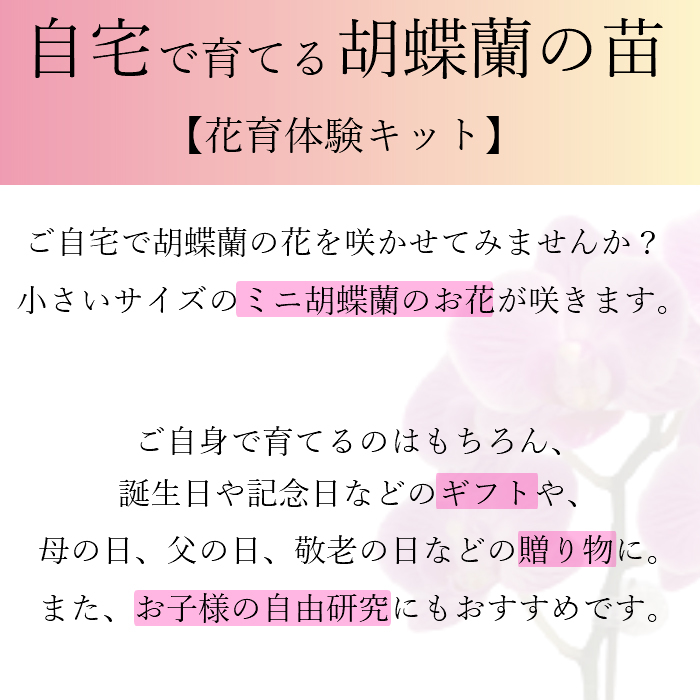 花芽2本付き 3鉢セット マイクロ 胡蝶蘭の苗 花 鉢植え ギフト プレゼント 苗 花芽 植え替え 家で育てる 胡蝶蘭 マイクロ 胡蝶蘭 花鉢 鉢花 生花 ラン お花 送料無料 ミニ胡蝶蘭 ミディ 胡蝶 敬老の日 おじいちゃん おばあちゃん プレゼント 贈り物 Psederol Com