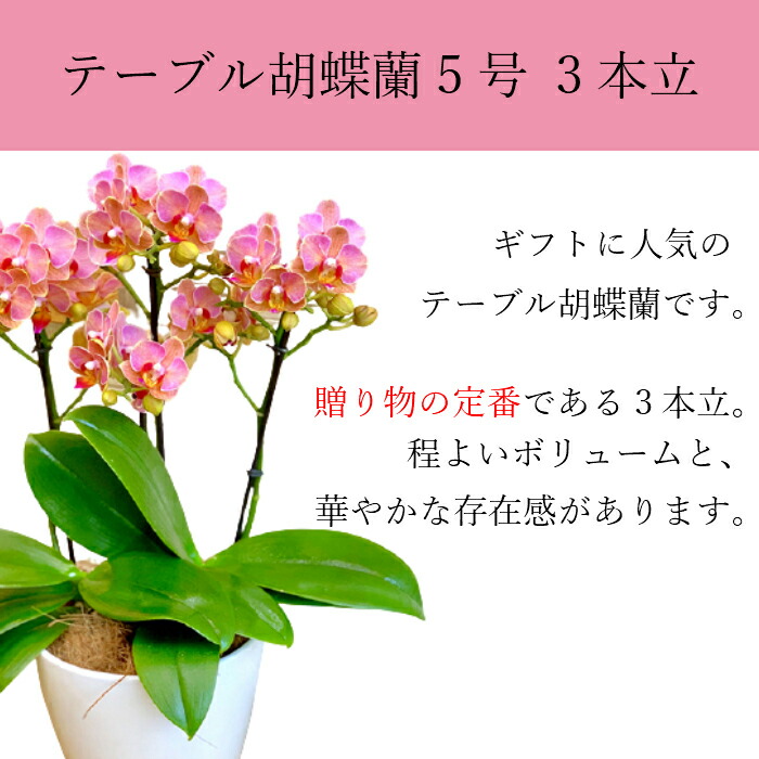 21新作 テーブル胡蝶蘭 5号 3本立 ピンク 花 鉢植え ギフト プレゼント 胡蝶蘭 花鉢 鉢花 生花 ラン お花 送料無料 ミニ胡蝶蘭 ミディ胡蝶蘭 小さい 配送日指定 誕生日 開店祝い 開業祝い 移転祝い 還暦祝い お祝い 祝い クリスマス 人気ブランド Instrutecnica Com Br