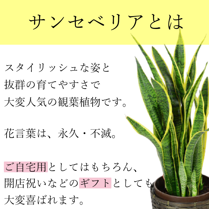 最大77 Offクーポン 観葉植物 サンスベリア 8号 サンセベリア トラノオ 鉢 おしゃれ 鉢植え カゴ付き 受け皿付き インテリア グリーン 室内用 植物 本物 大型 お祝い 祝い 御祝 開店祝 開業祝 オープン 新築 引越 結婚 新生活 引越し プレゼント ギフト Www Numberz Co