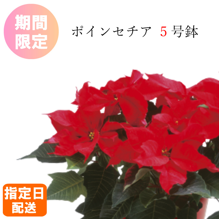 お歳暮 ウィンター引き出物 会期修飾 ポインセチア 赤いこと 5ナンバー 開花期 丼鉢植え ギフト 引出物 花鉢 鉢花 生け花 御花 観葉草木 送料無料 配る日付特定 生まれ出る日 開店祭式 開業祝い 移し替える祝い 還暦祝い 御祭 祝い 古希 喜寿 米寿 クリスマス