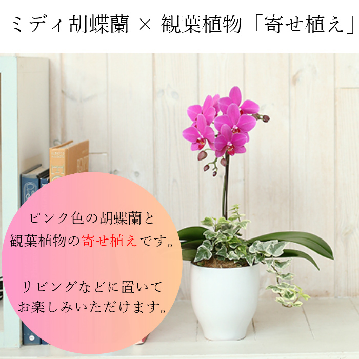 楽天市場 ミディ 胡蝶蘭 観葉寄せ 1本立 陶器 鉢 4 5号 ピンク 花 鉢植え ギフト プレゼント 胡蝶蘭 マイクロ 胡蝶蘭 花鉢 ラン お花 送料無料 ミニ胡蝶蘭 ミディ胡蝶蘭 ミニ 小 小さい 誕生日 贈り物 母 Hana Marche