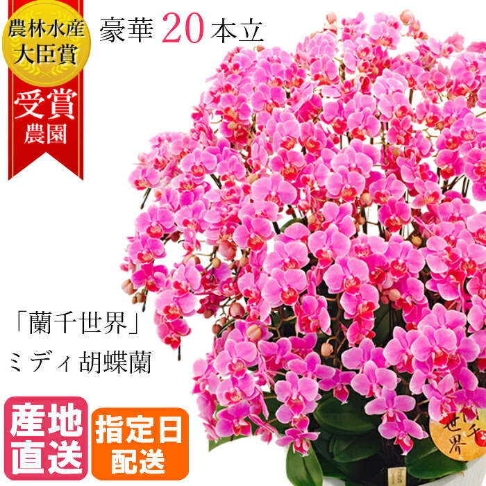 楽天市場】ミディ 胡蝶蘭 3本立 モノトリコ鉢 5.5号 ピンク 花 鉢植え ギフト プレゼント 胡蝶蘭 マイクロ 胡蝶蘭 花鉢 お花 送料無料 ミニ 胡蝶蘭 ミディ胡蝶蘭 ミニ 小 誕生日 贈り物 母 義母 : Tokyo small gift