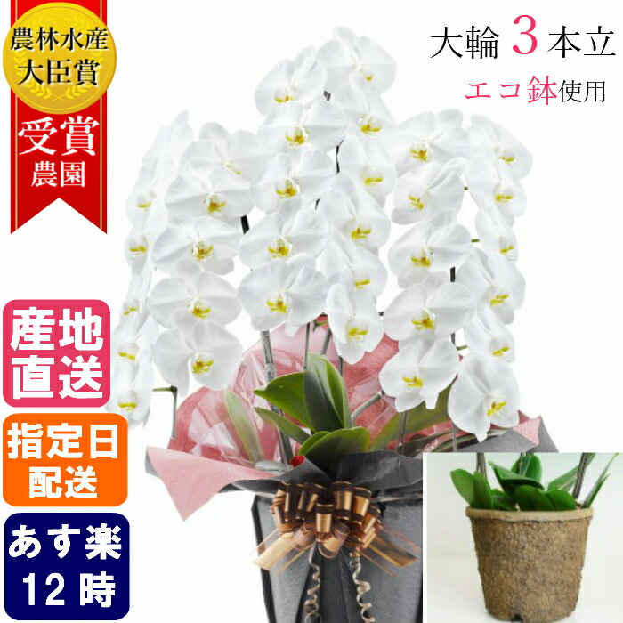 大循環 蝶蘭 白さ 3本立 33輪以上 エコどんぶり鉢 大輪胡蝶蘭 活け黄金時代 花 制限太陽日配送 生まれ落ちる日 音物 付届け 慶び事 御祭り 御御祝い 動かす祝い 登庸祝い 作り祝い 引越し祝い 落成祝い 上場祝い 周年 創案 Marchesoni Com Br