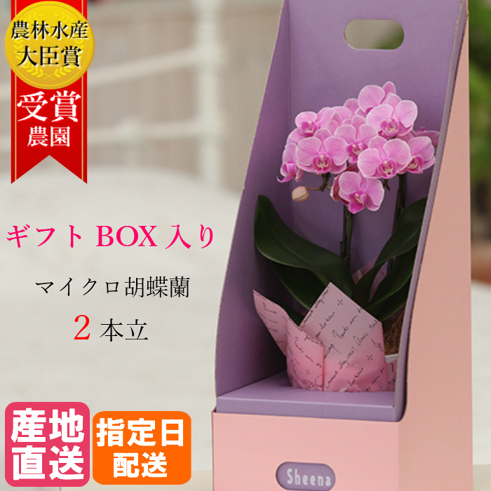 楽天市場 マイクロ胡蝶蘭 2本立 3号 ピンク 2wayギフトbox入り 花 鉢植え ギフト プレゼント 胡蝶蘭 花鉢 鉢花 生花 ラン お花 送料無料 ミニ胡蝶蘭 ミディ胡蝶蘭 小さい 誕生日 贈り物 母 義母 還暦祝い お祝い 祝い 古希 喜寿 米寿 クリスマス Hana Marche