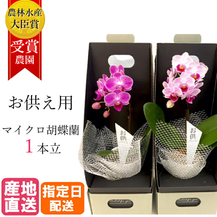 楽天市場 お供え 花 マイクロ 胡蝶蘭 １本立 2 5号 2wayギフトbox入り ピンク 葬式の花 葬儀の花 お供え花 お悔やみ 枕花 仏花 献花 供花 通夜 葬儀 告別式 法要 仏事 仏壇 命日 法事 献花 敬老の日 おじいちゃん おばあちゃん プレゼント 贈り物 Hana Marche