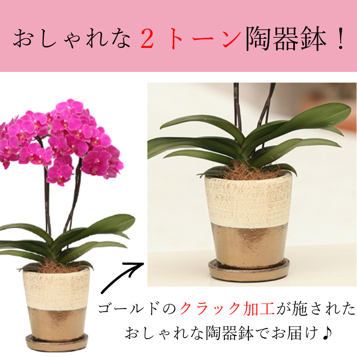 植木鉢 胡蝶蘭鉢 サイズいろいろ ５鉢セット | gulatilaw.com