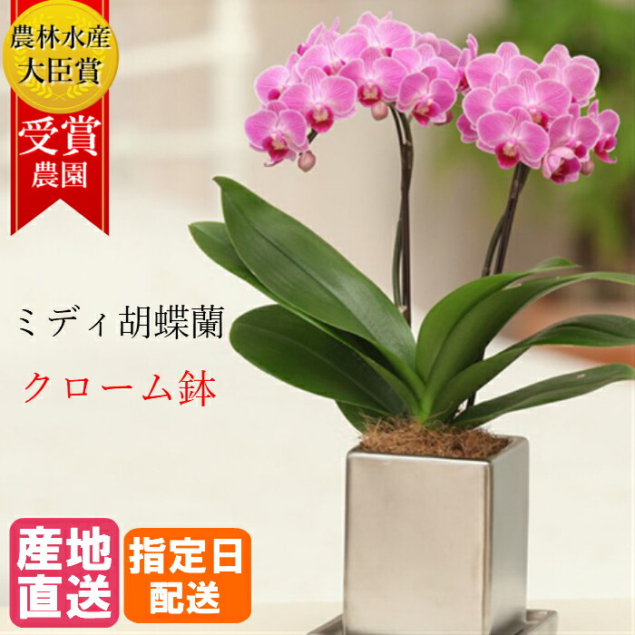 50 Off ミディ胡蝶蘭 2本立 クローム鉢 4号 ピンク 花 鉢植え ギフト プレゼント 胡蝶蘭 マイクロ胡蝶蘭 花鉢 鉢花 生花 ラン お花 送料無料 ミニ胡蝶蘭 小さい 誕生日 贈り物 母 義母 還暦祝い お祝い 祝い 古希 喜寿 クリスマス お供え 限定製作