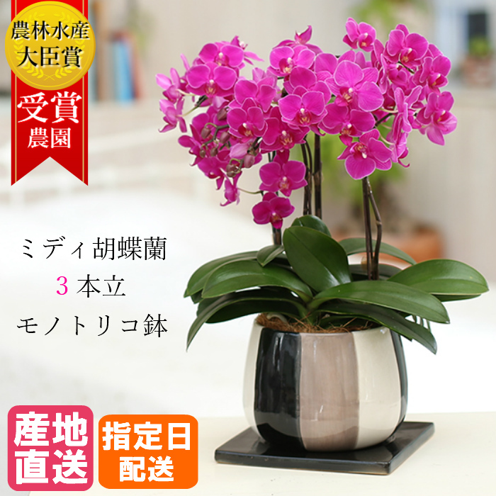 楽天市場 ミディ胡蝶蘭 3本立 モノトリコ鉢 5 5号 ピンク 花 鉢植え ギフト プレゼント 胡蝶蘭 マイクロ胡蝶蘭 花鉢 鉢花 生花 ラン お花 送料無料 ミニ胡蝶蘭 小さい 誕生日 贈り物 母 義母 還暦祝い お祝い 祝い 古希 喜寿 クリスマス Hana Marche