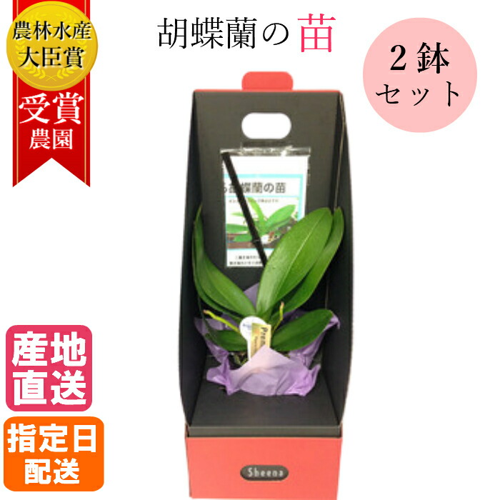 花芽2本付き 2鉢セット マイクロ 胡蝶蘭の苗 シングル 2 5号 花 鉢植え ギフト プレゼント 胡蝶蘭 マイクロ 胡蝶蘭 花鉢 鉢花 生花 ラン お花 送料無料 ミニ胡蝶蘭 ミディ 胡蝶蘭 敬老の日 おじいちゃん おばあちゃん プレゼント 贈り物 Tajikhome Com