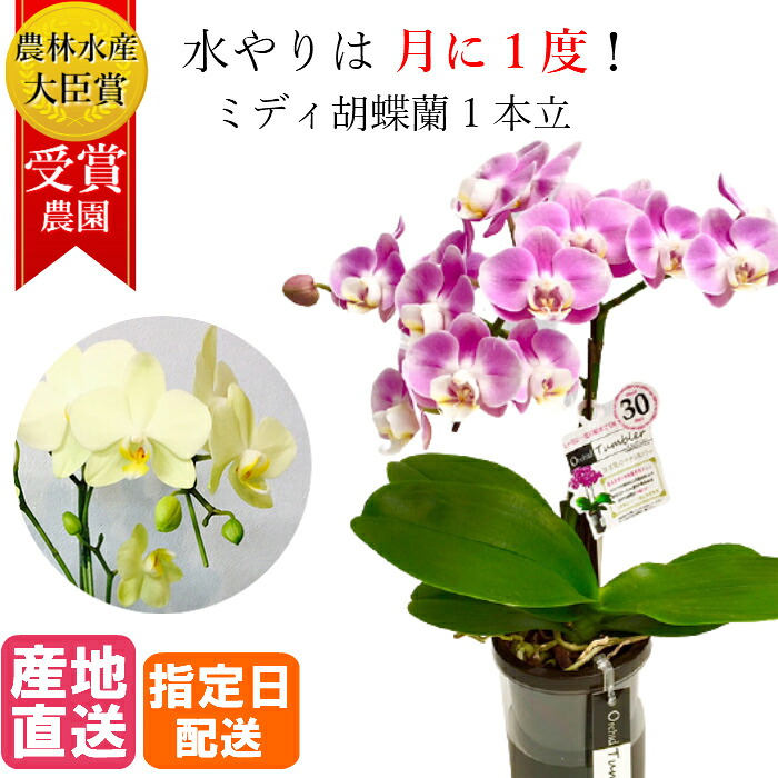ミディ 胡蝶蘭 1本立 タンブラー ポット 4号 ピンク イエロー 黄色 傘寿 米寿 / 花 鉢植え フラワー ギフト プレゼント ミニ胡蝶蘭 ミディ胡蝶蘭 お祝い お供え 女性 母 誕生日 お歳暮 お歳暮｜Tokyo small gift