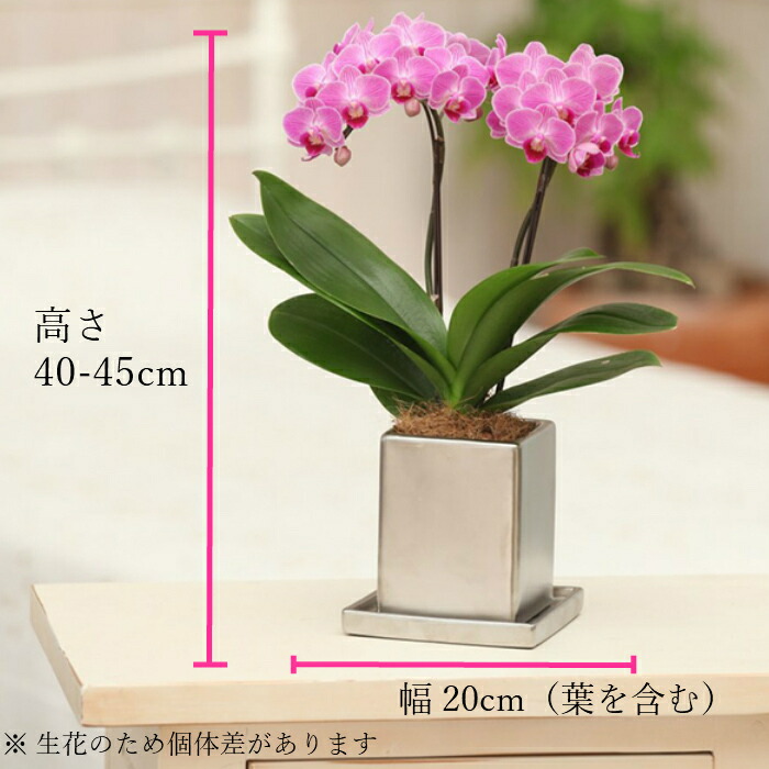 ミディ 胡蝶蘭 2本立 クローム鉢 4号 ピンク 花 鉢植え ギフト プレゼント 胡蝶蘭 マイクロ 胡蝶蘭 花鉢 鉢花 生花 ラン お花 送料無料 ミニ胡蝶蘭 小さい 誕生日 贈り物 母 義母 還暦祝 敬老の日 おじいちゃん おばあちゃん プレゼント 贈り物 ミディ 胡蝶蘭 2本立 クローム鉢 4号 ピンク 花 鉢植え ギフト プレゼント 胡蝶蘭 マイクロ 胡蝶蘭 花鉢 鉢花 生花 ラン お花 送料無料 ミニ胡蝶蘭 小さい 誕生日 贈り物 母 義母 還暦祝 敬老の日 おじいちゃん おばあちゃん プレゼント 贈り物