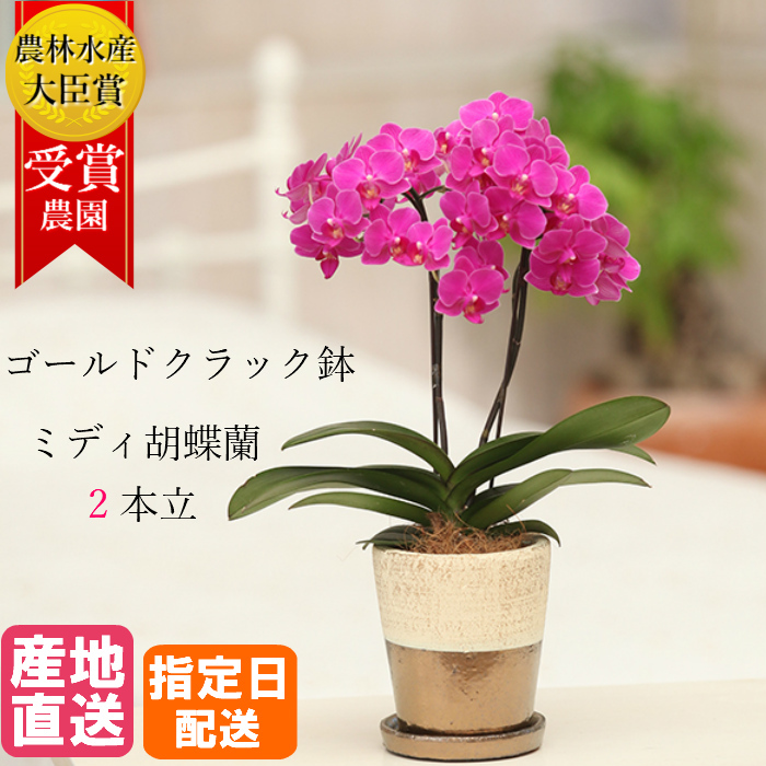 市場 お中元 夏ギフト 2本立 花 ピンク ミディ 鉢植え プレゼント 早割 室内 4号 胡蝶蘭 ギフト ゴールドクラック鉢 傘寿