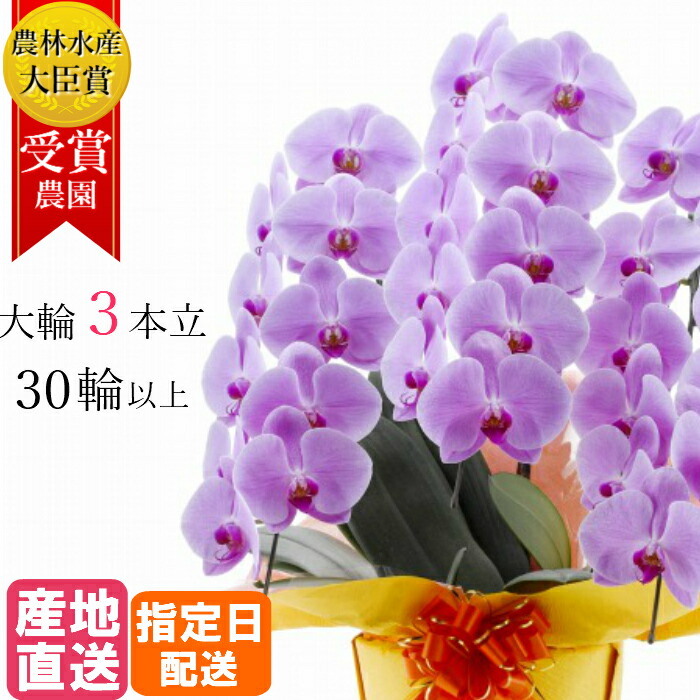 ピンク 3本立 30輪以上 産地直送 お祝い 送料無料 傘寿 胡蝶蘭 開店祝い 鉢花 就任祝い 褒章 大輪 受章祝い 叙勲 開業祝い 移転祝い 受賞祝い 昇進 就任 長寿 こちょうらん 胡蝶蘭 大輪 3本立 30輪以上 ピンク 生花 花 誕生日 プレゼント ギフト