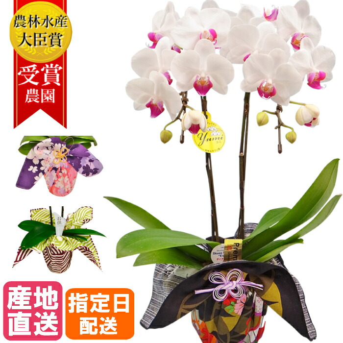 4号 お花の色 風呂敷の種類選べます ミディ胡蝶蘭 49日花 ガーデン Diy 送料無料 産地直送 蘭 古希 配送日指定 お彼岸供養 喜寿 2本立 選べる2色の花色 3種の風呂敷 お通夜 祝い 長寿祝い 還暦祝い 米寿 お盆 御供 お供え物 おそなえ ミディ胡蝶蘭 2本立 4号 風呂敷