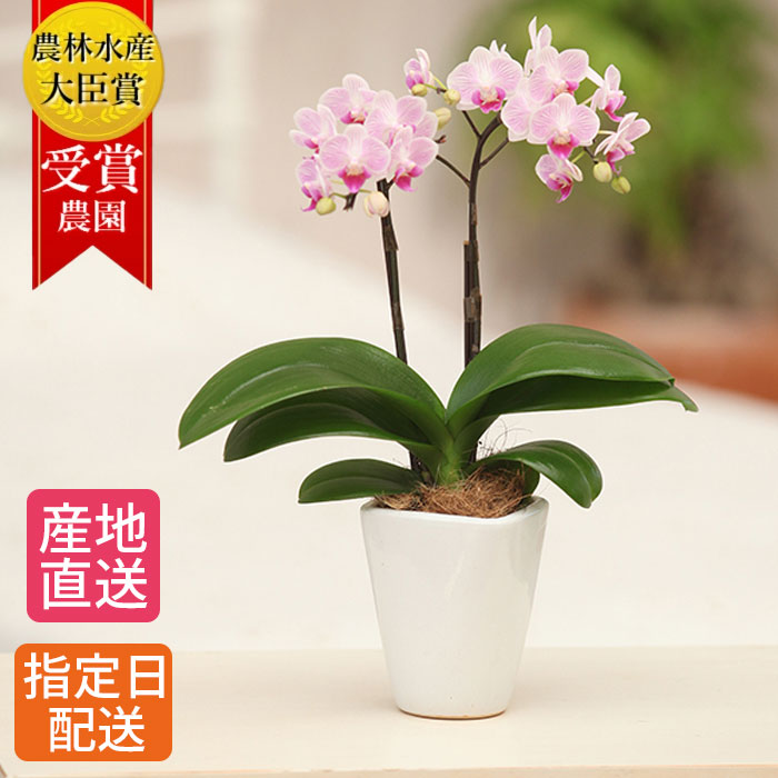 テーブル 胡蝶蘭 2本立 陶器 鉢 3号 ピンク/花 プレゼント お祝い 祝い 鉢花 鉢植え フラワー 誕生日プレゼント ギフト 記念日 女性 母 祖母 新築祝い 室内 プレゼント お歳暮｜Tokyo small gift