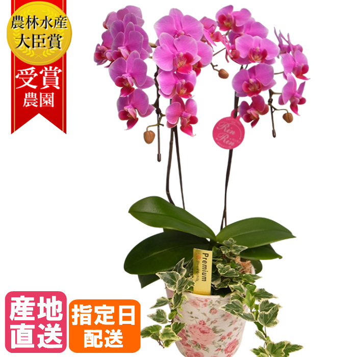 ミディ 胡蝶蘭 2本立 花柄 陶器 鉢 4 5号 観葉寄せ ピンク 花 鉢植え ギフト プレゼント 胡蝶蘭 花鉢 鉢花 生花 ラン お花 送料無料 小さい 誕生日 贈り物 母 義母 女性 還暦祝い 敬老の日 おじいちゃん おばあちゃん プレゼント 贈り物