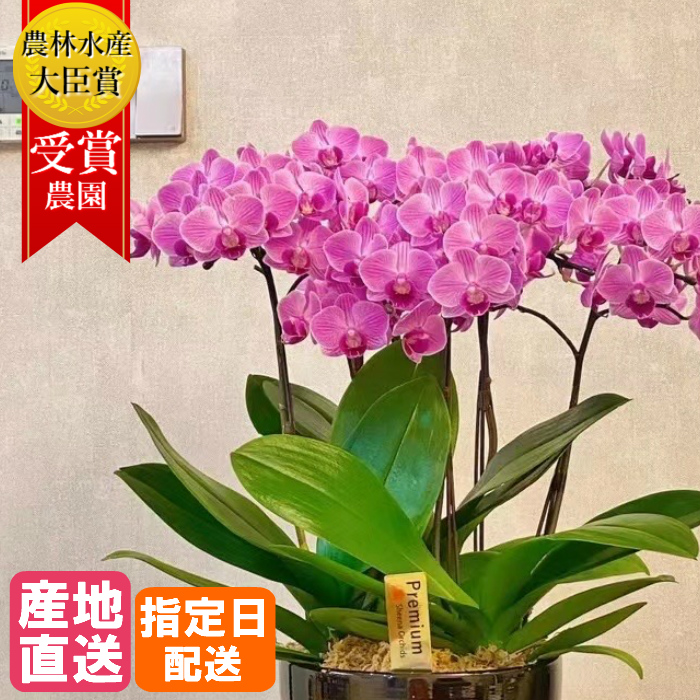 楽天 楽天市場 ミディ胡蝶蘭5本立 陶器鉢 6号 ピンク 花 鉢植え ギフト プレゼント 胡蝶蘭 マイクロ胡蝶蘭 花鉢 鉢花 生花 ラン お花 送料無料 小さい 誕生日 贈り物 母 義母 女性 還暦祝い お祝い 祝い 古希 喜寿 米寿 傘寿 お供え いい夫婦の日