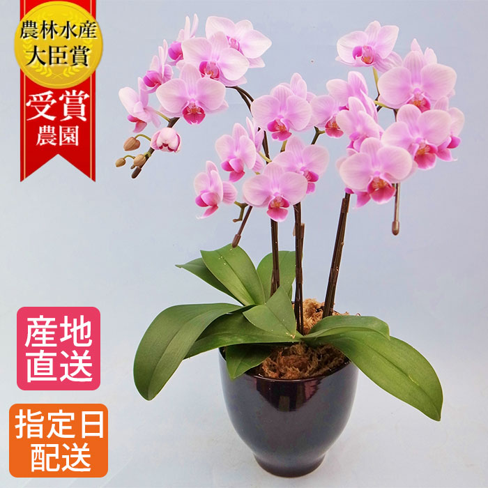 テーブル 胡蝶蘭 3本立 4 5号 陶器 鉢 ピンク 花 プレゼント お祝い 祝い 鉢花 鉢植え フラワー ギフトに喜ばれる 誕生日プレゼント ギフト 記念日 女性 母 祖母 新築祝い 室内 プレゼ 敬老の日 おじいちゃん おばあちゃん プレゼント 贈り物 Sermus Es