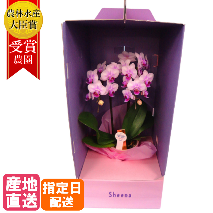 正規店仕入れの ミディ胡蝶蘭 2本立 4号 ギフトbox入り ピンク 花 鉢植え ギフト プレゼント 胡蝶蘭 マイクロ胡蝶蘭 花鉢 鉢花 生花 ラン お花 小さい 誕生日 贈り物 母 義母 女性 還暦祝い お祝い 祝い 古希 喜寿 米寿 傘寿 お供え いい夫婦の日