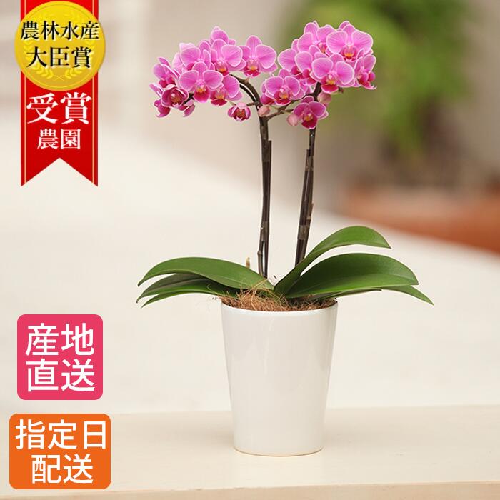 商いものすがた絵差し上げ物社会的運動 花・観葉植物-鉢花-花・ガーデン・DIY