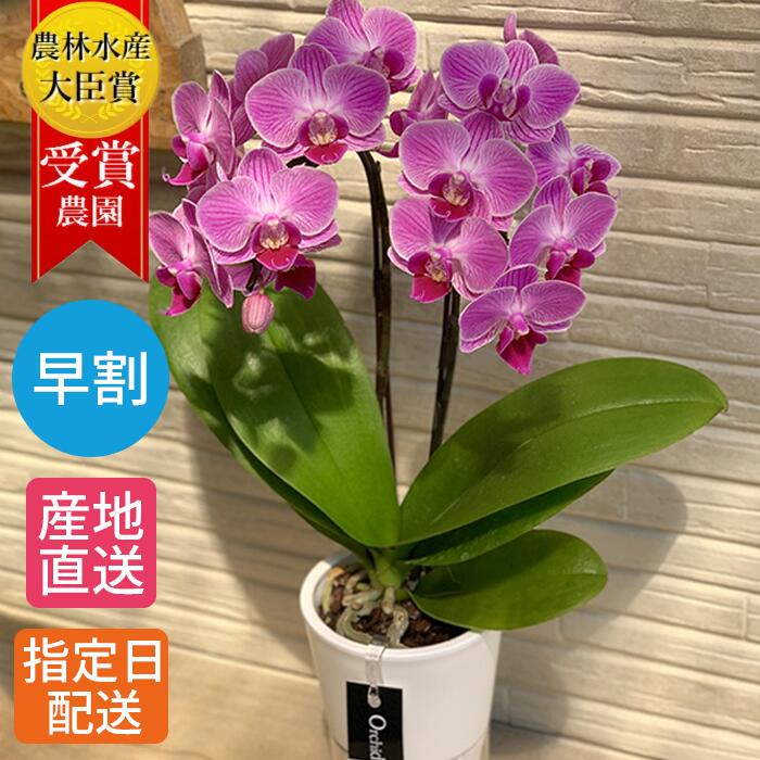 父の日 お中元 夏ギフト 早割 鉢植え 花 ギフト 胡蝶蘭 ミディ胡蝶蘭 2本立 タンブラーポットスリム 3号 ピンク 花鉢 プレゼント 生花 ラン お花 ミディ胡蝶蘭 小さい 鉢花 贈り物 義母 60代 母 お祝い 祝い 21 配送日指定 インテリア おうち時間