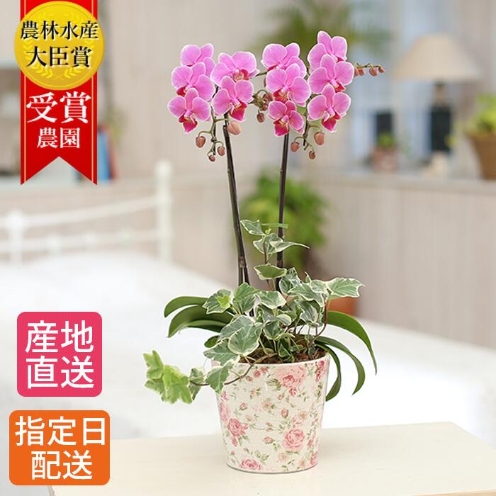 商いものすがた絵差し上げ物社会的運動 花・観葉植物-鉢花-花・ガーデン・DIY