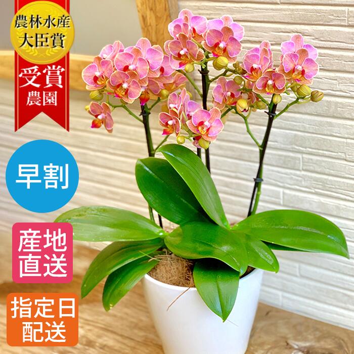 御祝 高品質の胡蝶蘭は長寿祝い 玄関 リビングなどインテリアに美しいお花をプレゼント 湖陵蘭 洋ラン 部屋 鉢植え 室内 鉢花 コチョウラン 早割 こちょうらん ギフト フラワーギフトとして人気 お供え 敬老の日 早割 テーブル 胡蝶蘭 5号 3本立 ピンク 花