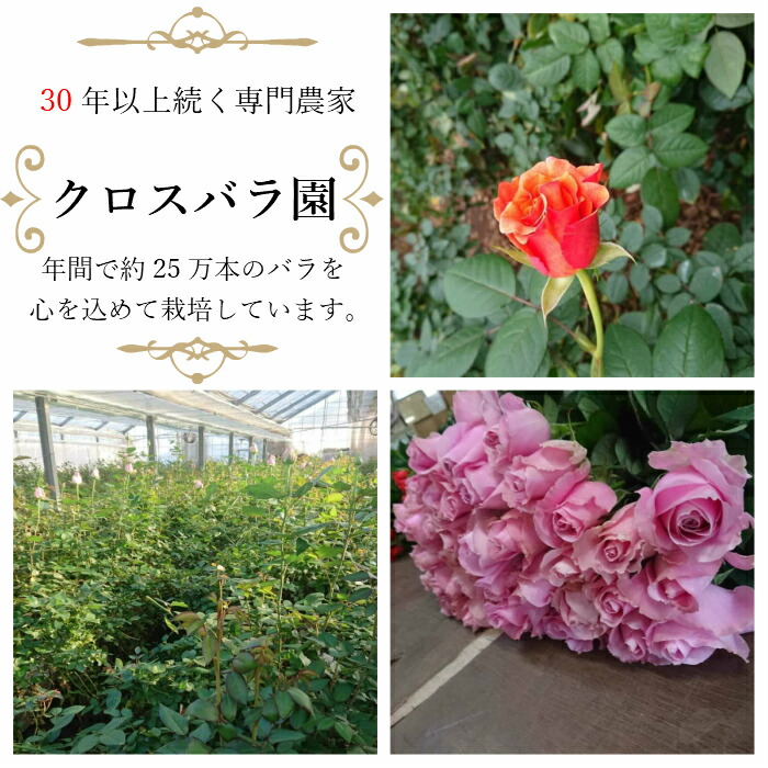 高品質 国産 バラ 30本 加工なし 薔薇 バラ 花束 花 はな ギフト プレゼント フラワーギフト お花 記念日 誕生日 女性 お祝い 祝い プレゼント バレンタイン ヴァレンタイン プロポーズ 高級 Rvcconst Com