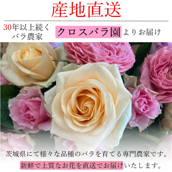 高品質 国産 バラ 15本 ラッピング済 トゲぬき済 薔薇 バラ 花束 花 はな ギフト プレゼント フラワーギフト お花 記念日 誕生日 女性 お祝い 祝い プレゼント バレンタイン ヴァレンタイン プロポーズ 高級 Rvcconst Com